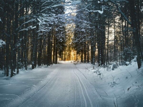 A snowy road surrounded by tall snowy trees for effective meetings