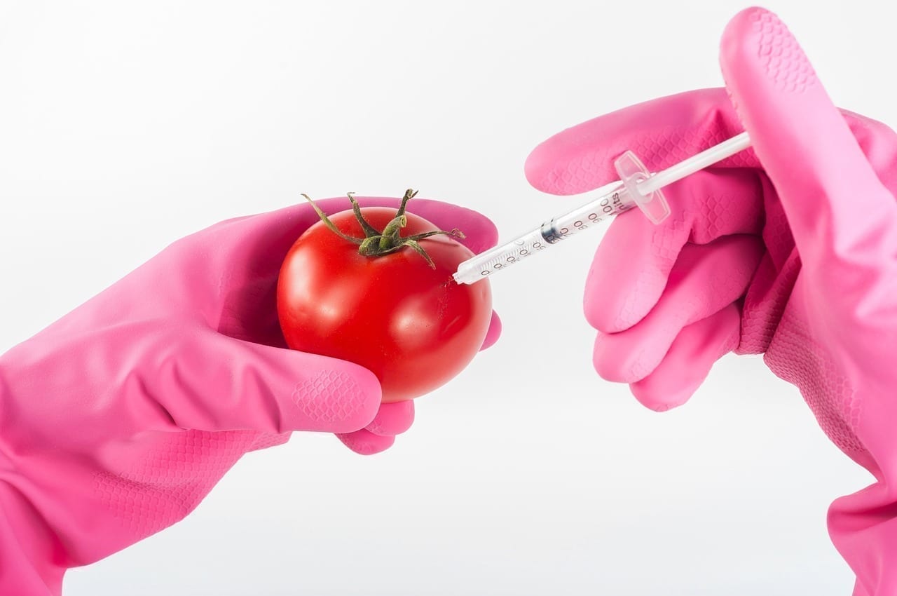 Pink rubber gloves holding a red tomato with a syringe injecting it