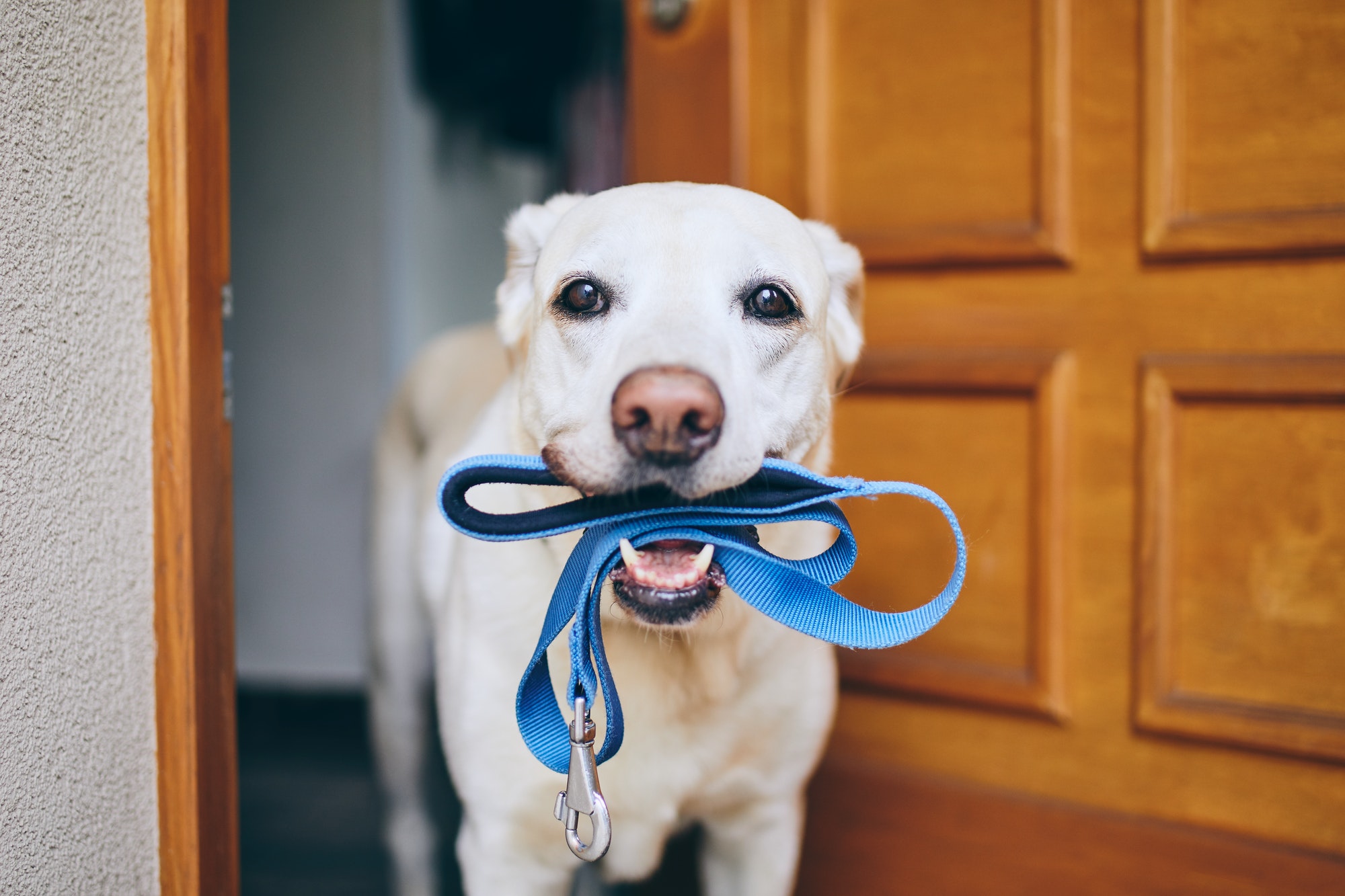 Dog with lead in mouth, waiting at a open door looking happy 
