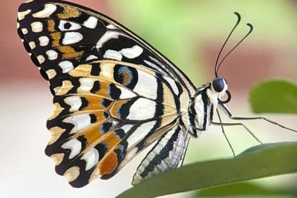 Lime butterfly, beautiful butterfly on spring